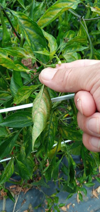 청솔농장님의 고추 · 병해충상담 작성글 사진