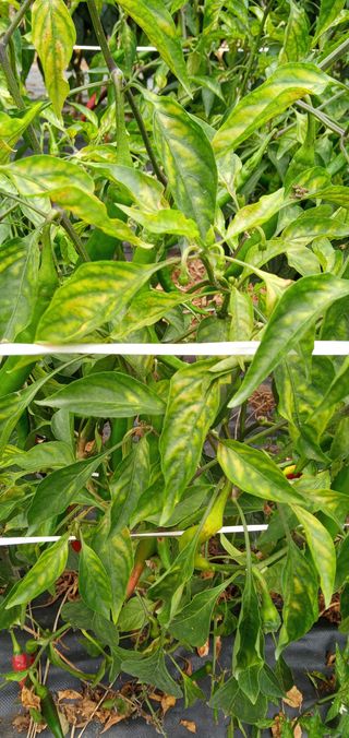 청솔농장님의 고추 · 병해충상담 작성글 사진