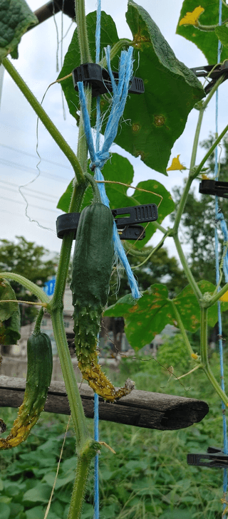 하늘땅농부님의 오이 · 병해충상담 작성글 사진