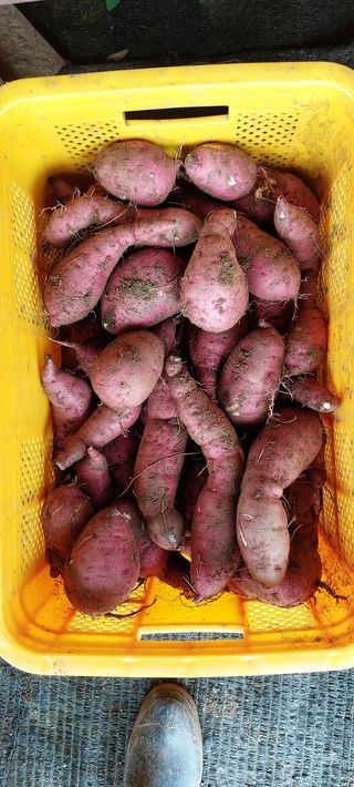 한마음농원님의 팜모닝 · 출석 작성글 사진