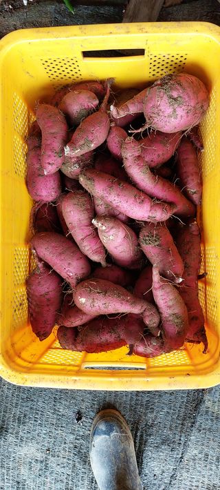 한마음농원님의 팜모닝 · 출석 작성글 사진