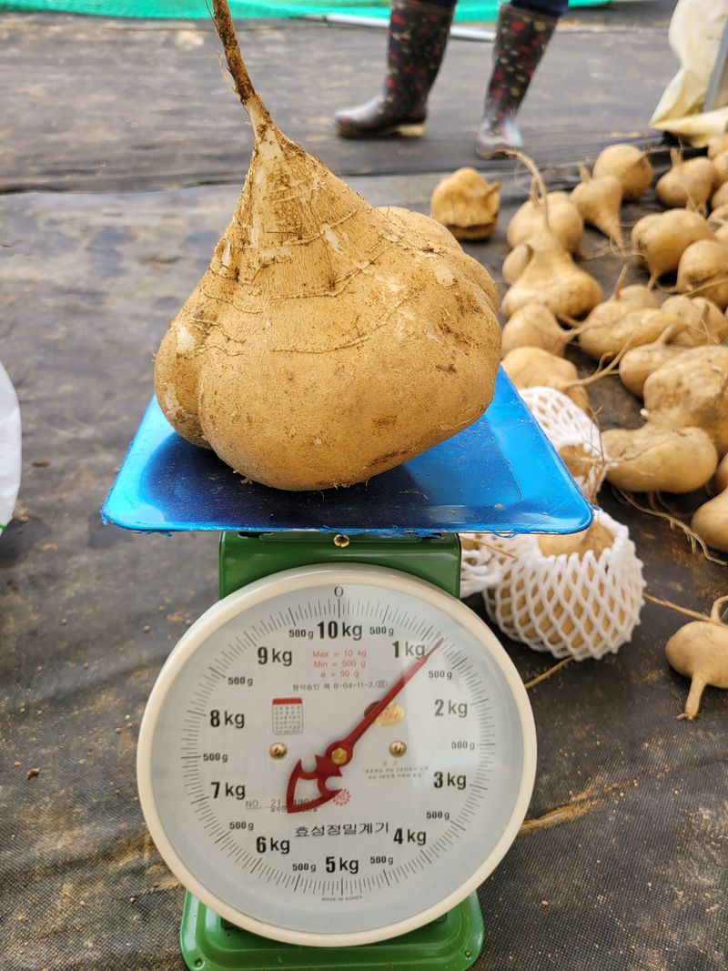 구민찬님의 장터 판매 상품 [히카마즙 45000원] 첨부 사진