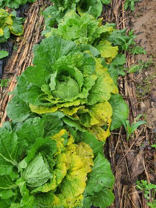 김창석님의 배추 · 병해충상담 작성글 사진