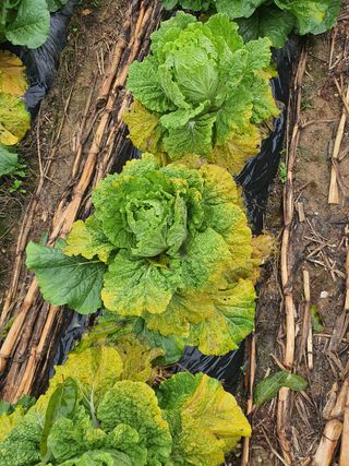 김창석님의 배추 · 병해충상담 작성글 사진