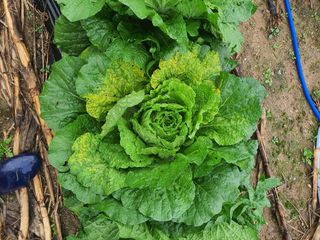 김창석님의 배추 · 병해충상담 작성글 사진