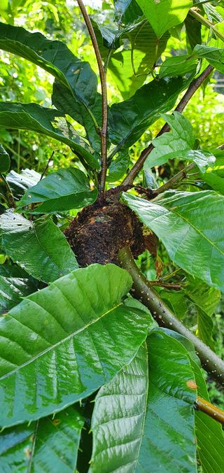 정순원님의 기타작물 · 병해충상담 작성글 사진