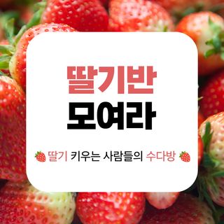 딸기 농사도우미님의 딸기 · 일상 작성글 사진