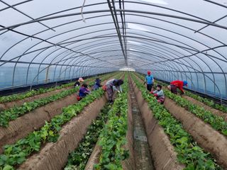 김순남님의 오이 · 자유게시판 작성글 사진