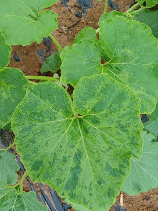 신인상님의 호박 · 병해충상담 작성글 사진