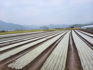 월산 양파님의 토마토 · 일상 작성글 사진