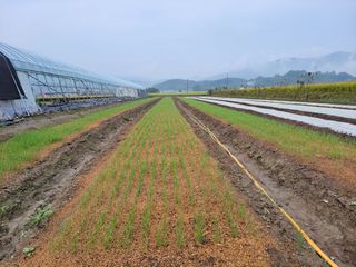 월산 양파님의 팜모닝 · 출석 작성글 사진