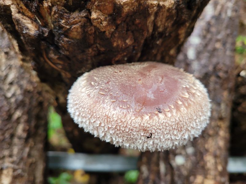 은화님의 장터 판매 상품 [참나무(목) 표고버섯 표고버섯 파지 실속형 (가정용)] 첨부 사진