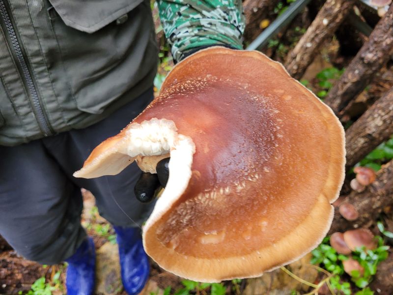 장터 상품 [참나무(목) 표고버섯 표고버섯 파지 실속형 (가정용)] 썸네일