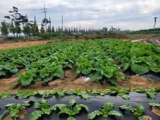 조성인님의 팜모닝 · 출석 작성글 사진