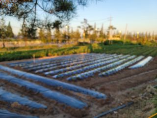 조성인님의 팜모닝 · 출석 작성글 사진