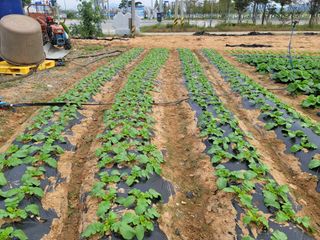조성인님의 팜모닝 · 출석 작성글 사진