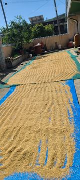 팜모닝 팜모닝·출석 게시글 이미지