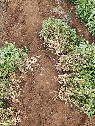 김권수님의 사과 · 일상 작성글 사진