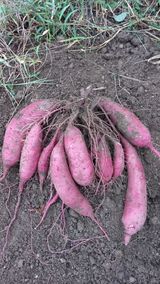 팜모닝 팜모닝·출석 게시글 이미지