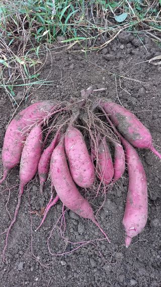 항상감사 님의 팜모닝 · 출석 작성글 사진