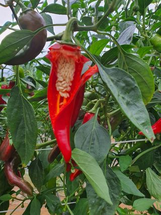 서툰 농부짱님의 고추 · 병해충상담 작성글 사진