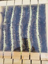 팜모닝 옥수수·자유게시판 게시글 이미지