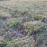 팜모닝 시금치·일상 게시글 이미지