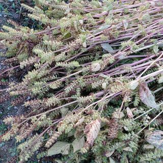 허재영 님의 시금치 · 일상 작성글 사진