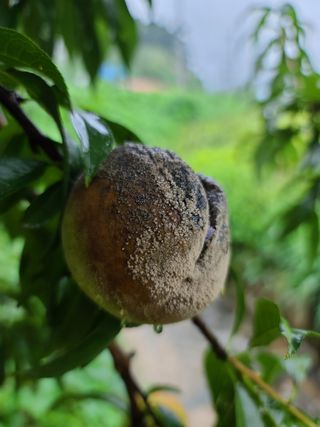 hankim팜님의 복숭아 · 병해충상담 작성글 사진