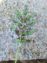 팜모닝 기타작물·병해충상담 게시글 이미지