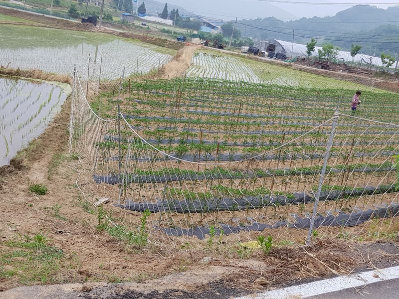 광덕농자재.조영진님의 장터 판매 상품 [고라니망 (해태망)] 첨부 사진