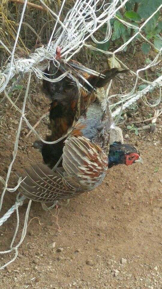 광덕농자재.조영진님의 장터 판매 상품 [고라니망 (해태망)] 첨부 사진
