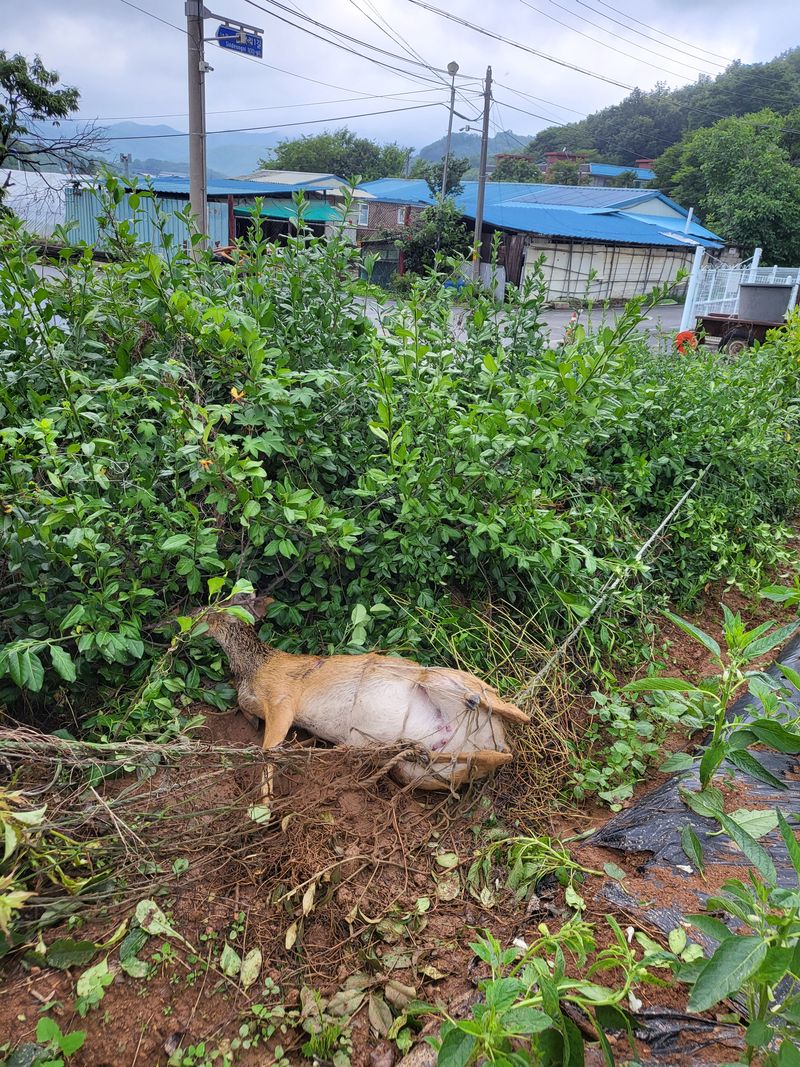 광덕농자재.조영진님의 장터 판매 상품 [고라니망 (해태망)] 첨부 사진