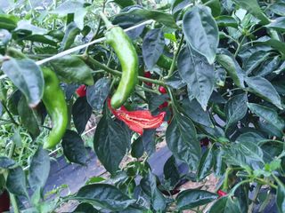 김호영님의 고추 · 병해충상담 작성글 사진