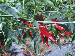 김호영님의 고추 · 병해충상담 작성글 사진