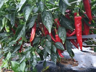 김호영님의 고추 · 병해충상담 작성글 사진