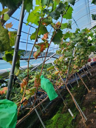 농부네샤인머스켓님의 포도 · 병해충상담 작성글 사진