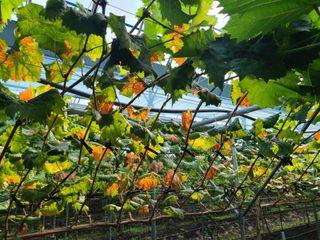 농부네샤인머스켓님의 포도 · 병해충상담 작성글 사진