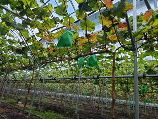 농부네샤인머스켓님의 포도 · 병해충상담 작성글 사진