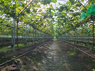 농부네샤인머스켓님의 포도 · 병해충상담 작성글 사진