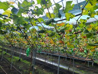 농부네샤인머스켓님의 포도 · 병해충상담 작성글 사진