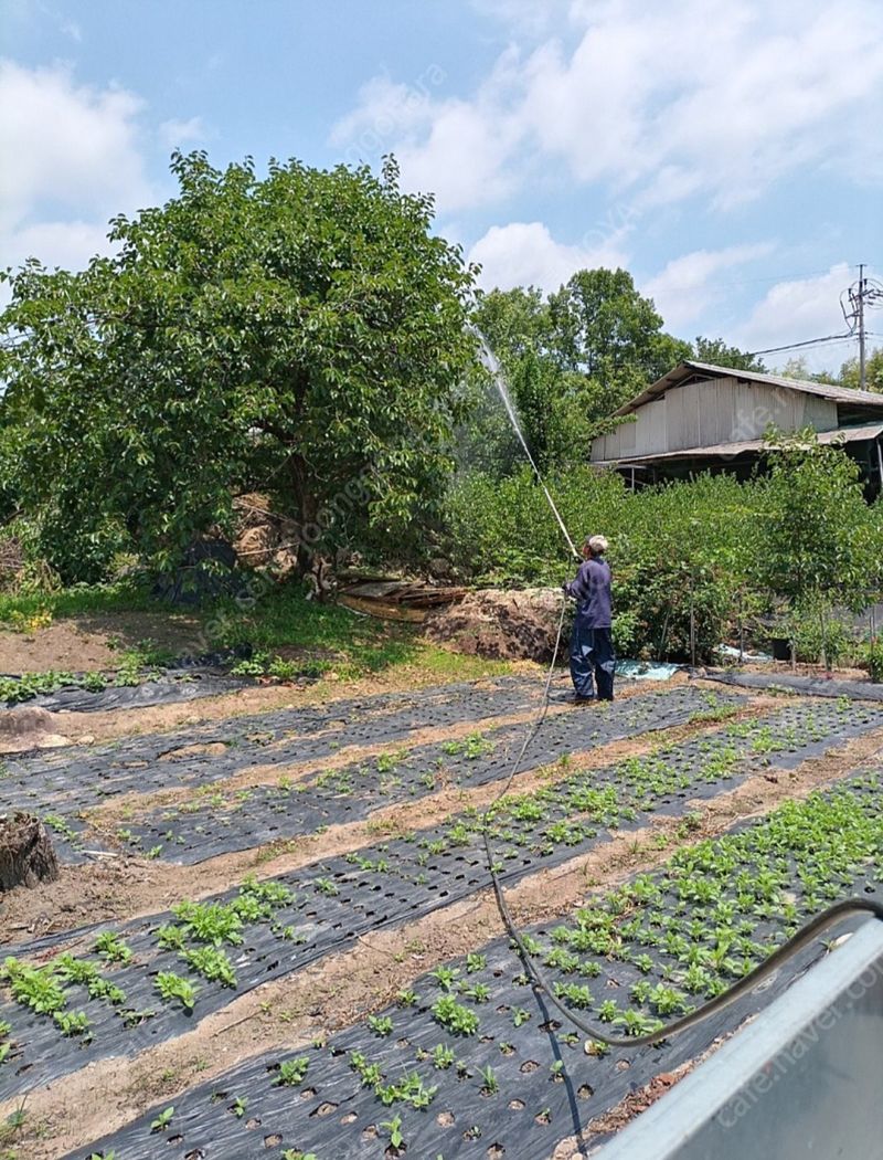 모야아빠님의 장터 판매 상품 [대봉감 5만원 10kg] 첨부 사진