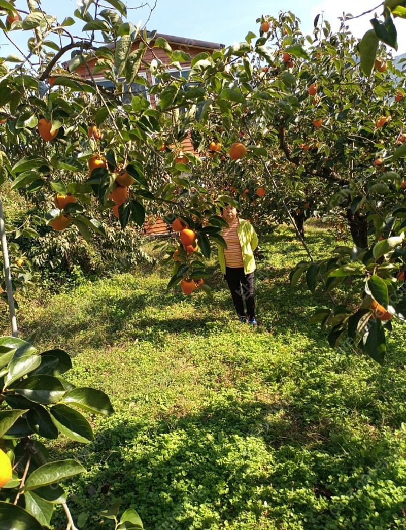 모야아빠님의 장터 판매 상품 [대봉감 5만원 10kg] 첨부 사진