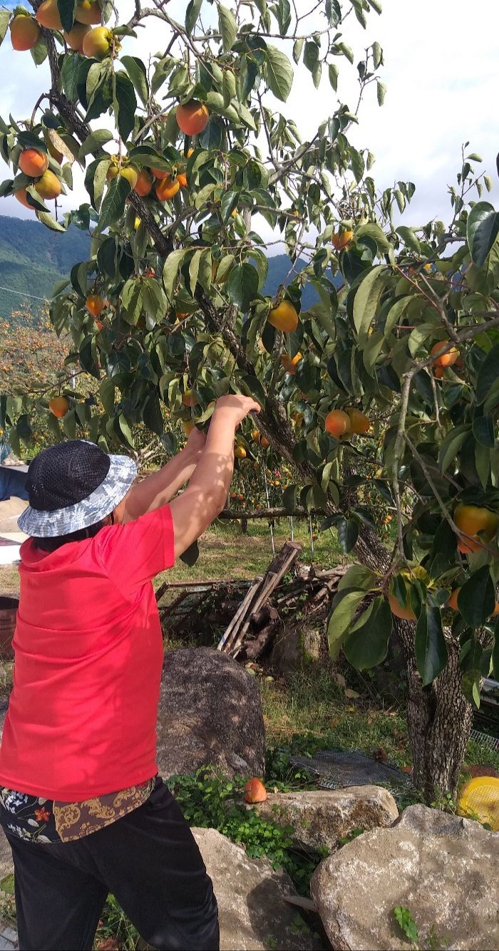 모야아빠님의 장터 판매 상품 [대봉감 5만원 10kg] 첨부 사진