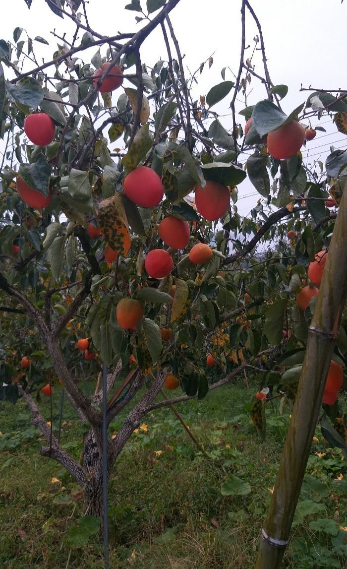 모야아빠님의 장터 판매 상품 [대봉감 5만원 10kg] 첨부 사진