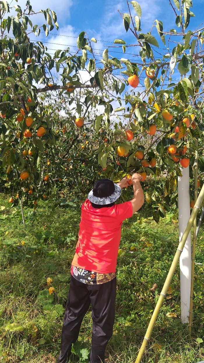 장터 상품 [대봉감 5만원 10kg] 썸네일