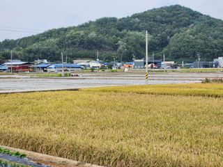 창녕블루베리님의 복숭아 · 자유게시판 작성글 사진