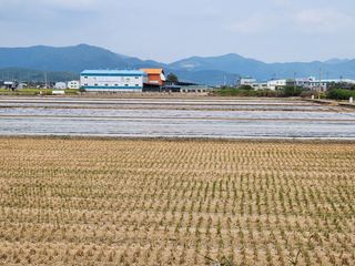 창녕블루베리님의 복숭아 · 자유게시판 작성글 사진