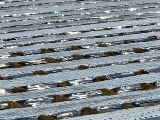 창녕블루베리님의 복숭아 · 자유게시판 작성글 사진