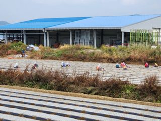 창녕블루베리님의 복숭아 · 자유게시판 작성글 사진